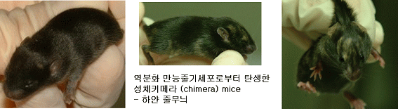 성체키메라