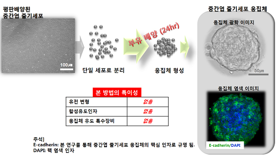 연구팀이 개발한 응집체 줄기세포 생산 과정