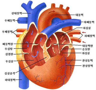 심장구조