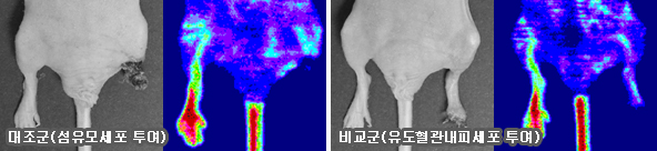 육안 및 레이져도플러혈류이미징 소견