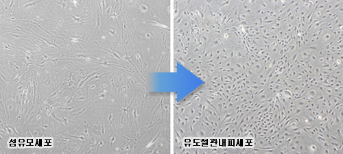 섬유모세포를 주사한 그룹(대조군)과 유도혈관내피세포를 주사한 그룹(비교군)으로 나눠 새로운 혈관 형성과 혈류회복의 정도를 비교