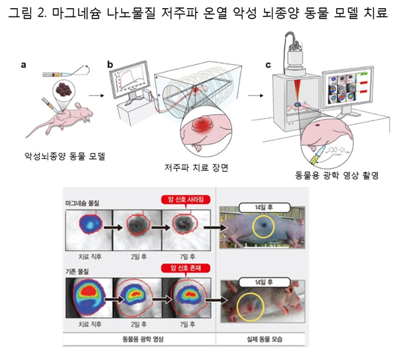 마그네슘 나노물질 발열로 인한 악성뇌종양 동물모델 종양 조직 사멸