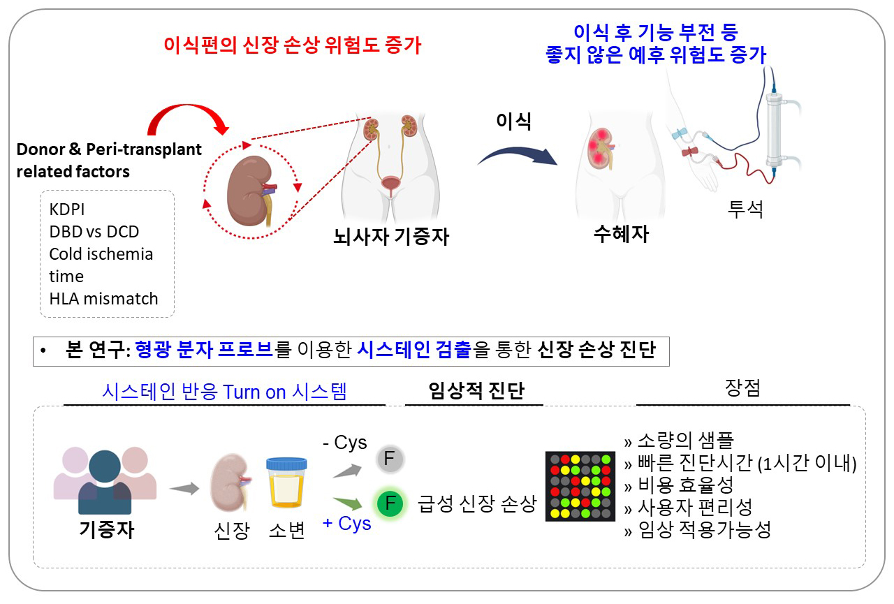 [연구 배경 모식도] 시스테인 수치를 감지하는 형광 분자 프로브를 활용한 신장 손상 진단