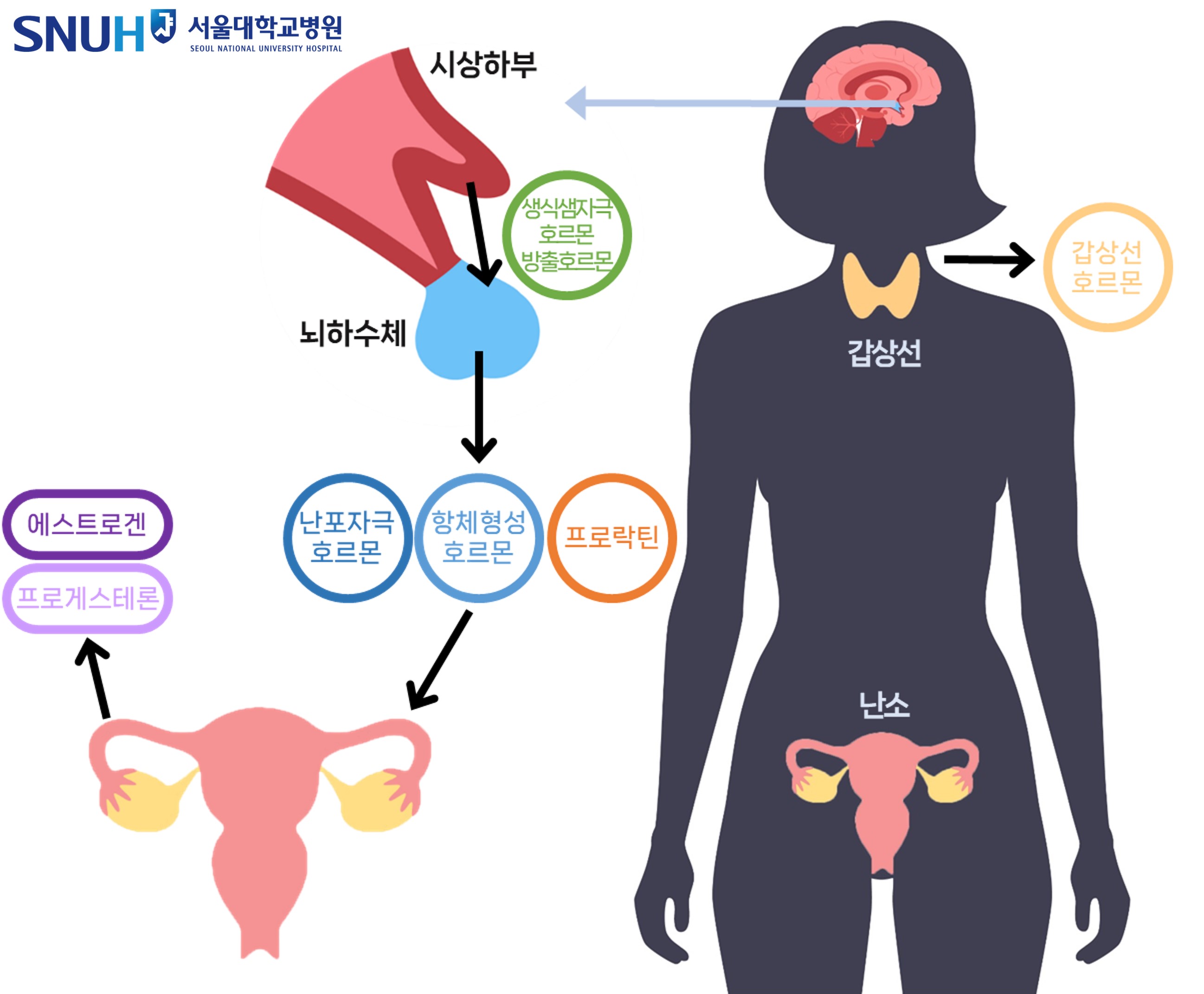 [자료] 여성호르몬 분비 체계.jpg