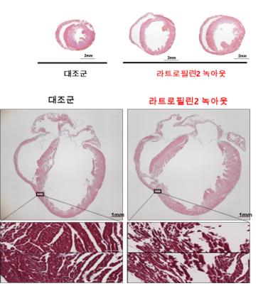 [그림1] 라트로필린-2 유전자 녹아웃 시 심장의 확장 및 심근세포 결합 약화로 인한 수축력 저하와 심부전 발생.jpg
