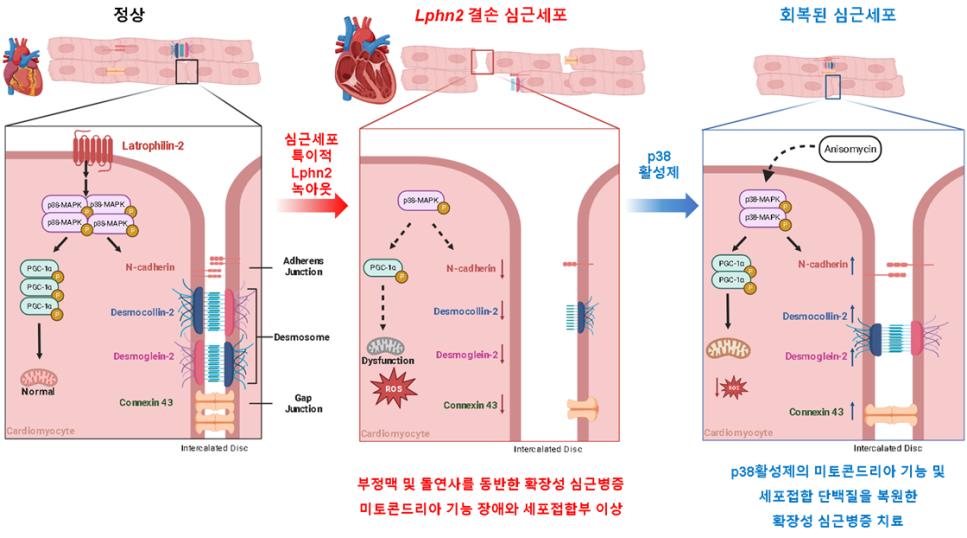 [그림3] 심근세포에서 라트로필린-2 결손에 따른 확장성 심근병증 발생기전과 치료제 작용기전: 라트로필린-2(Lphn2) 결손 시 p38-MAPK 경로 저하로 인한 미토콘드리아 기능 장애와 세포접합부 이상으로 확장성 심근병증이 유발되며, p38 활성제 치료로 이를 회복할 수 있는 기전을 보여줌