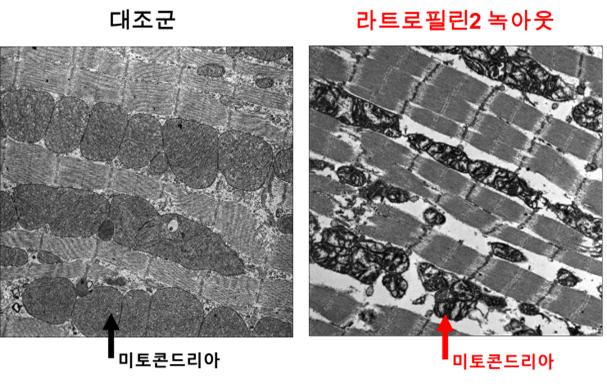 [그림2] 전자현미경 검사에서 라트로필린-2 녹아웃 시 심근섬유 분리 및 미토콘드리아 구조 손상: 라트로필린2 결손 심근세포는 대조군에 비해 심근섬유 간격이 벌어지고 미토콘드리아 구조가 파괴되어 에너지 생산 효율 저하와 수축력 감소로 심부전이 발생할 수 있음