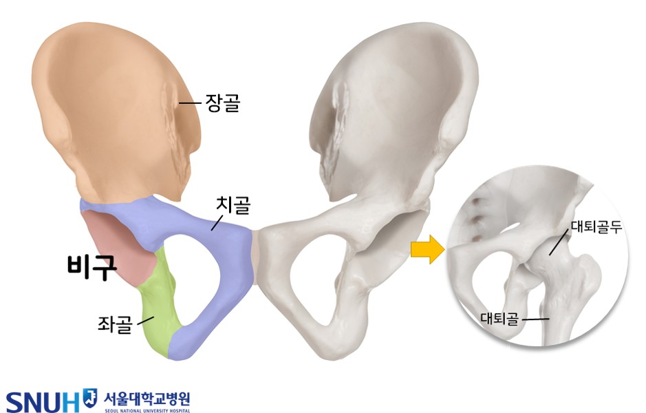 [사진] 정면에서 바라본 골반뼈