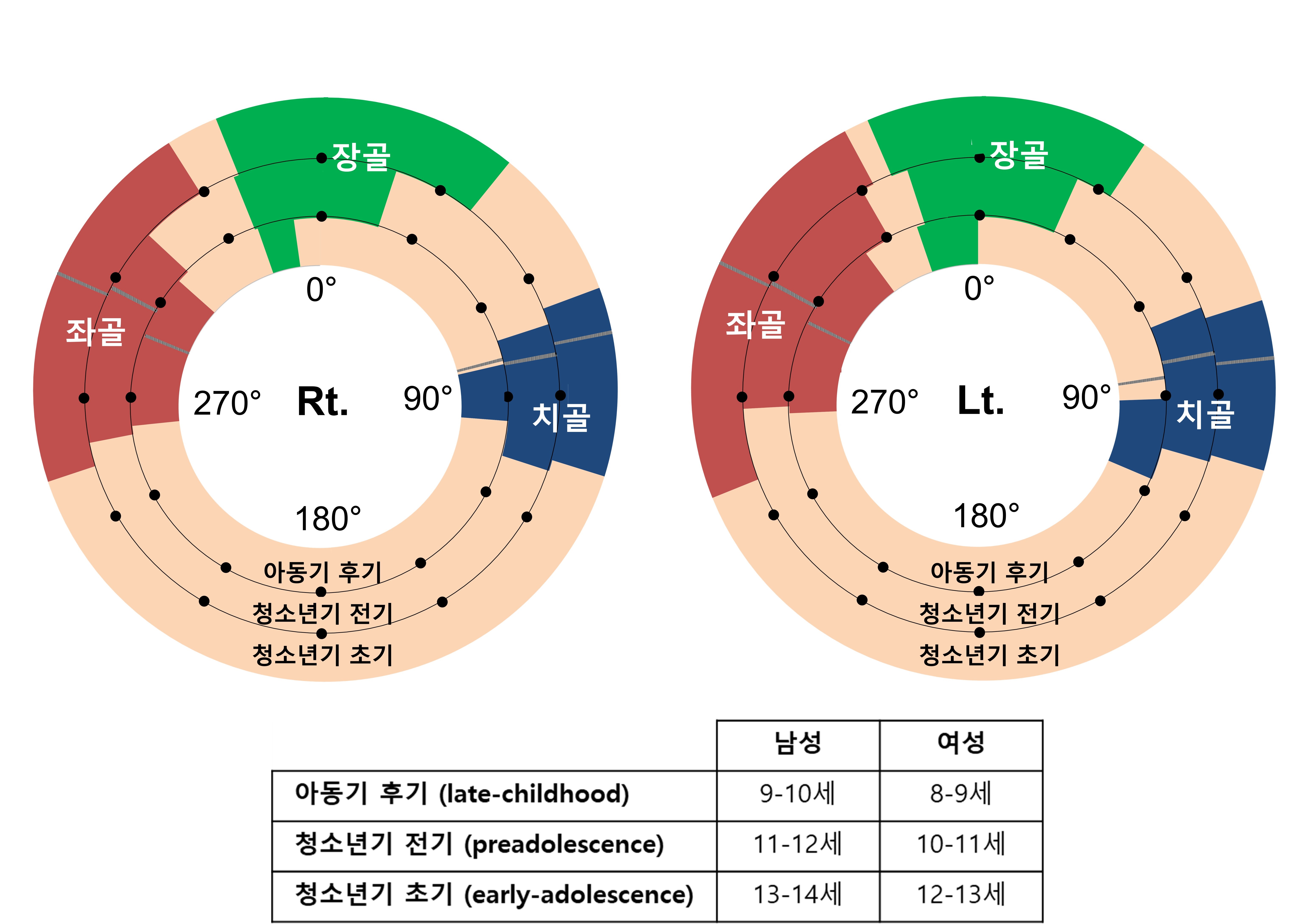 [자료1] 연령에 따른 2차골화중심의 형성 부위.