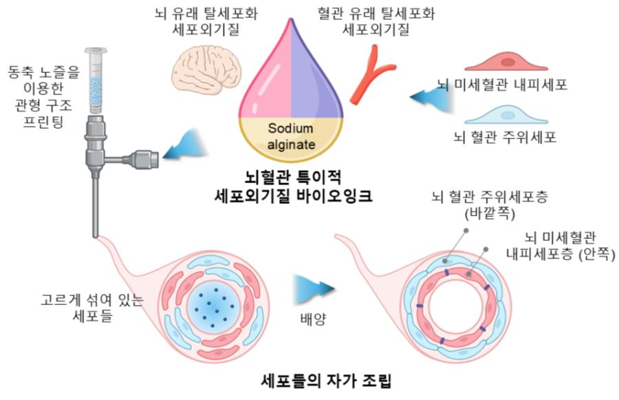 [그림] 뇌혈관 장벽 재현: 뇌혈관 특이적 세포외기질 바이오잉크와 3D 바이오프린팅 기술을 활용해 구현된 관형 구조에서 유도된 세포들이 자가 조립하여 뇌혈관 장벽의 이중층 구조를 형성함